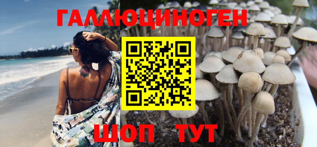 Галлюциногенные грибы Psilocybe Сокол